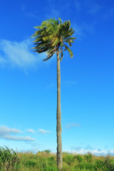 Green coconut tree
